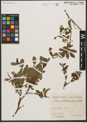 Foto von Salix waldsteiniana Willd.